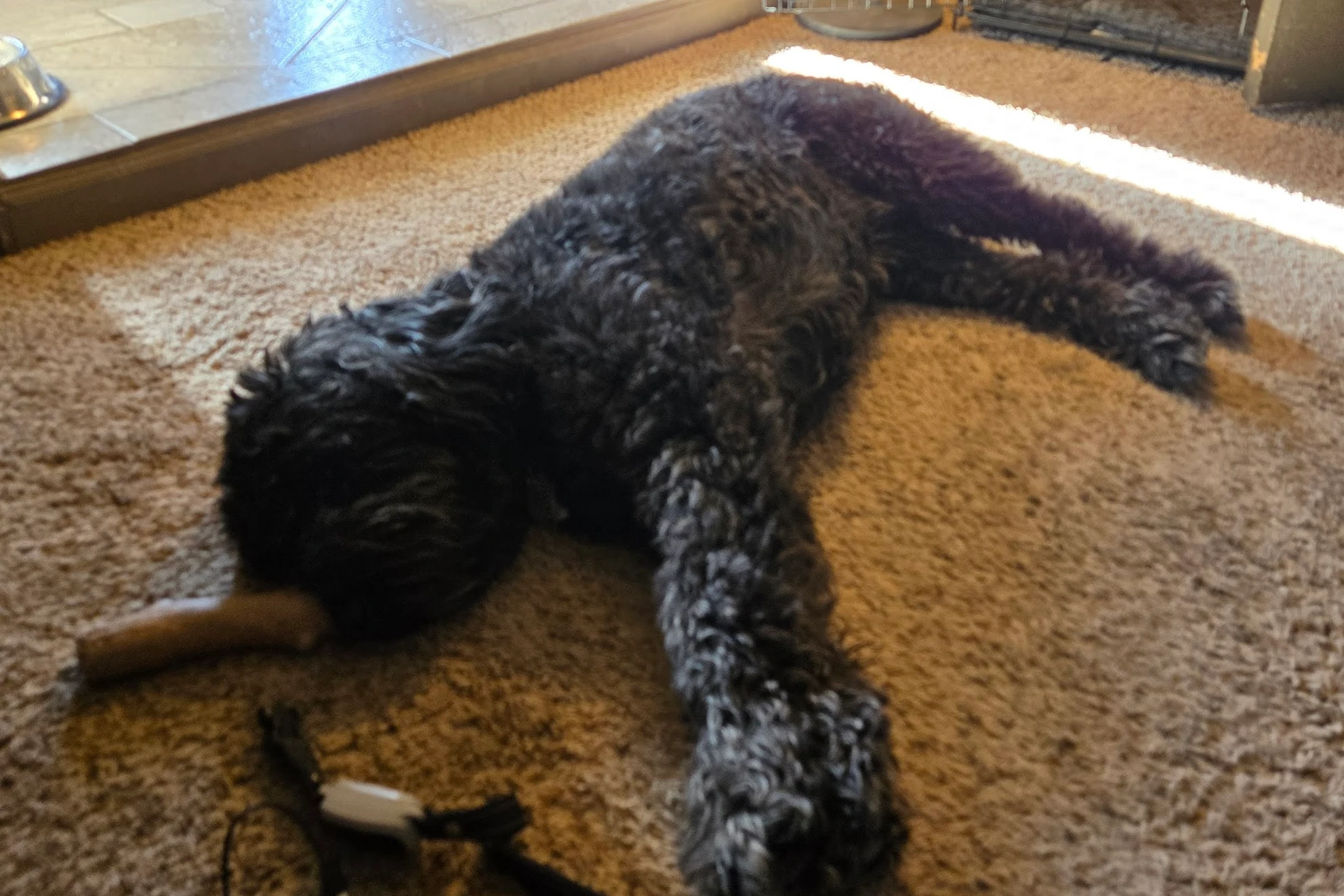 Same dog, still lazy.